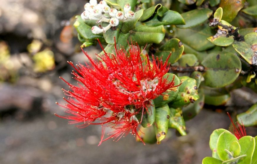 Big Island Hilo Volcano Day Tour from Oahu