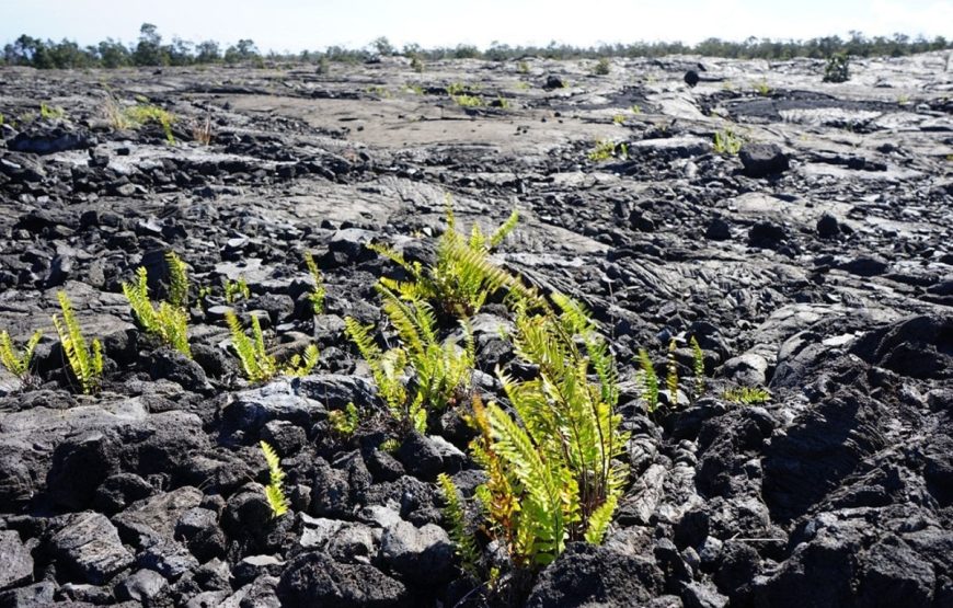 Big Island Hilo Volcano Day Tour from Oahu