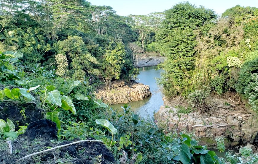 Hawaii Hilo & Volcano Day Tour  PU from Cruise or Airport