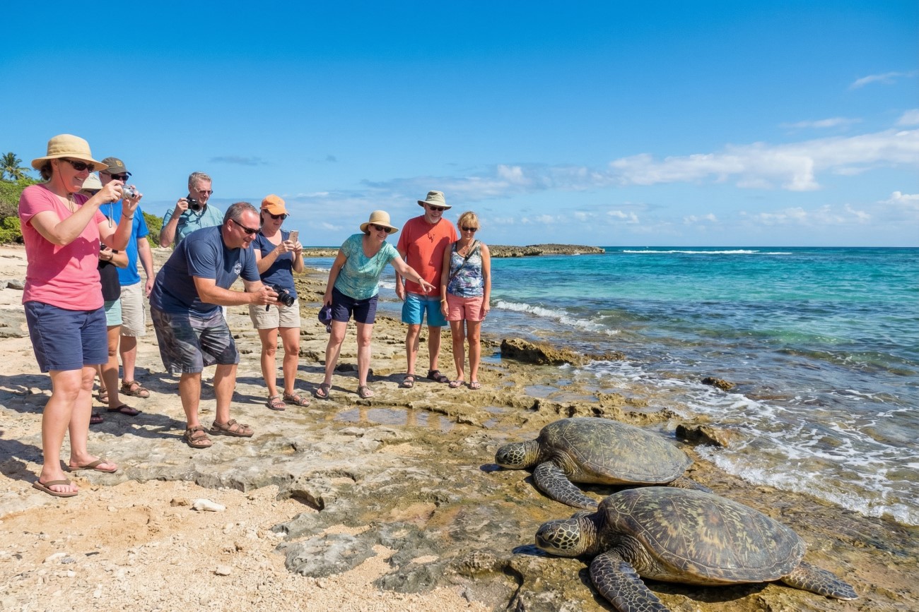North Shore & Sea Turtle Viewing Spot 