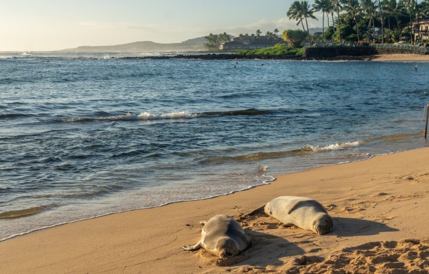 Kauai Highlights Day Tour with Cruise Ship & Airport Pickup