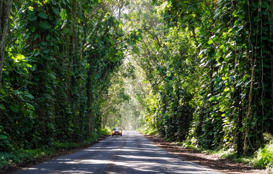 Kauai Highlights Day Tour with Cruise Ship & Airport Pickup