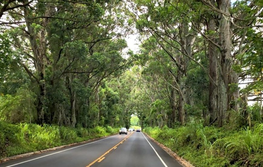 Kauai Highlights Day Tour with Cruise Ship & Airport Pickup