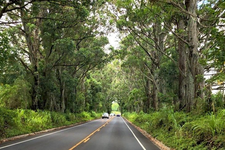 Tree Tunnel (Maluhia Road)
