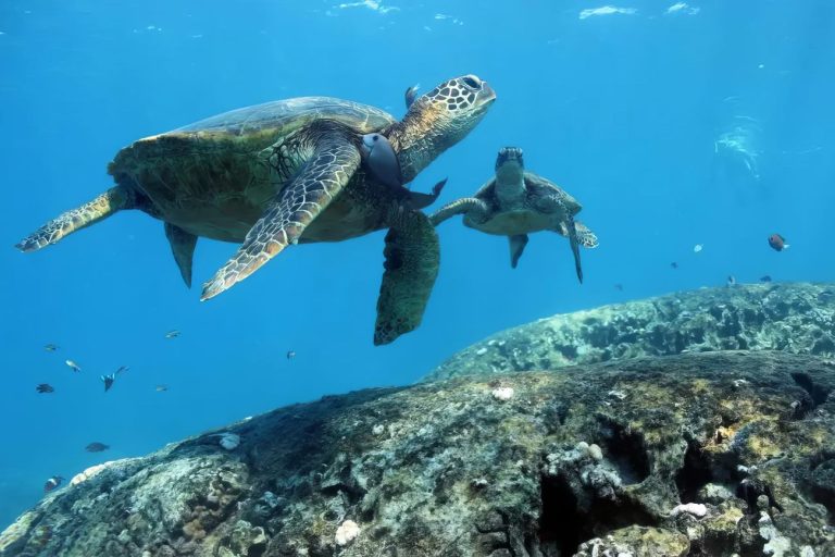 Hawaiian green sea turtles at Turtle Canyon