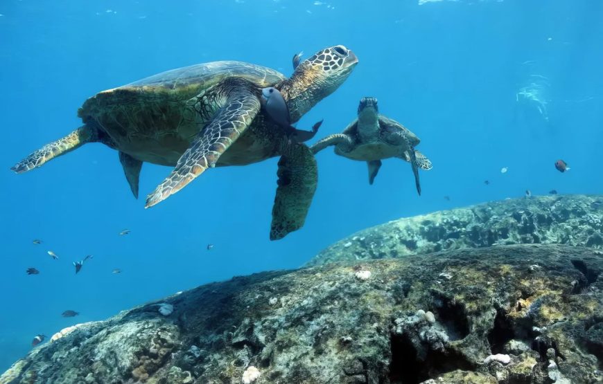 And You Creations Ocean Tours