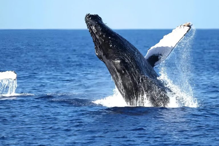 Humpback whale breaching off Oahu
