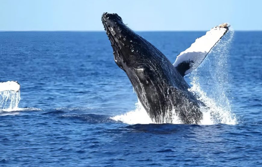 And You Creations Ocean Tours