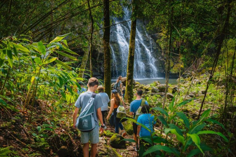 Hikers in native cloud forest on the Big Island