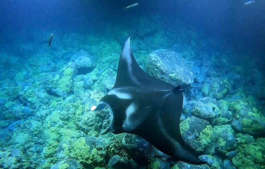 Iruka Kona Manta Ray Night Snorkel