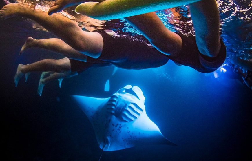 Iruka Kona Manta Ray Night Snorkel